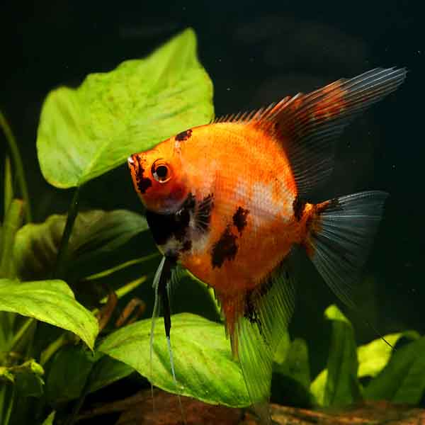 Red koi angel (4 pieces)