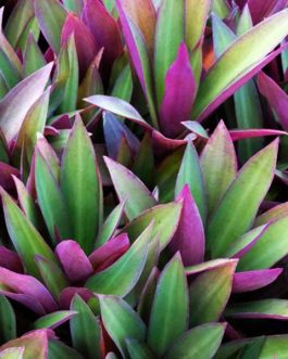 Rhoeo/ Tradescantia spathacea dwarf purple (single plant)