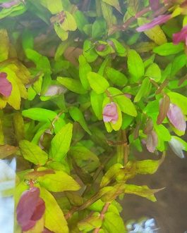 Rotala sp mini Gold (large pot)