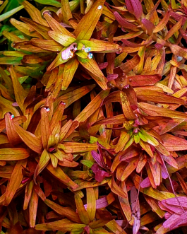 Rotala Rotundifolia "Twilight" (large pot)