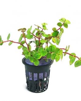 Bolivian Wandering Jew/ Callisia repens-dark green (pot)