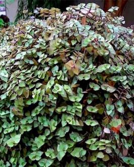 Bolivian Wandering Jew/ Callisia repens-dark green (pot)