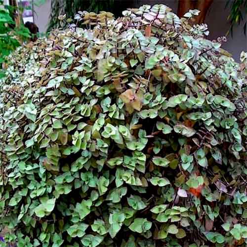 Bolivian Wandering Jew/ Callisia repens-dark green (pot) - Image 2