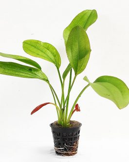 Echinodorus rubin/ Red rubin amazon (large pot)