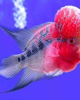 Flower Horn (4 pieces)