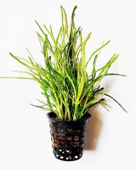 Hemigraphis repanda Green (large pot/ plant clump)