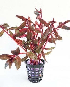 Ludwigia Perennis/ Glandulosa (large pot)