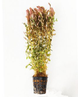 Rotala sp mini Gold (large pot)