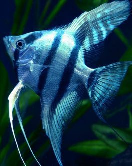 Blue Angel (4 piece)