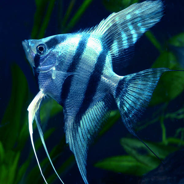 Blue Angel (4 piece)