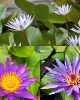 Nymphaea Panama Pacific, Dauben, Islamorada lilies (combo 3 plants)