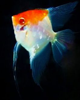 Albino Red Top Angel (4 piece)