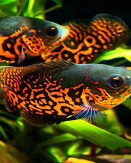 Tiger Oscar (4 pieces)