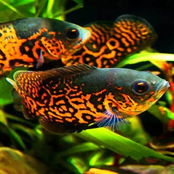 Tiger Oscar (4 pieces) - Image 2