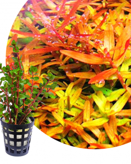 Rotala rotundifolia ‘orange juice’ (large pot)