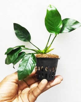 Anubias giant nana/ Anubias barteri var barteri (single plant pot)
