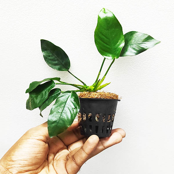 Anubias giant nana/ Anubias barteri var barteri (single plant pot)