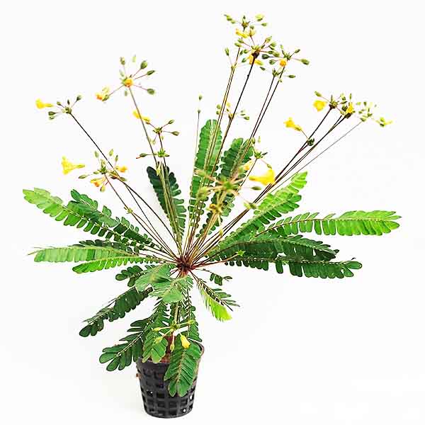 Biophytum sensitivum/ little tree plant (pot)