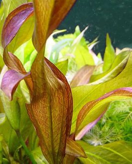 Echinodorus twist/ Echinodorus fancy curl (large pot)