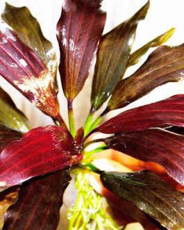 Echinodorus  joyo red star (large pot)