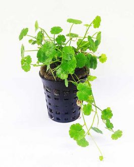 Hydrocotyle sibthorpioides/ Dwarf Pennywort (large pot)