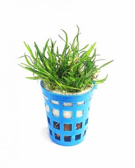Lilaeopsis brasiliensis/ Brazilian aqua grass (pot)