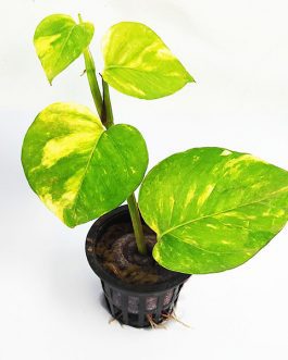 Golden pothos (pot)