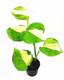 Money plants (Pothos)