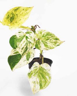 Marble queen pothos (pot)