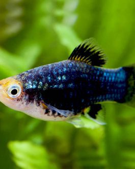 Metal platy/ Metal black coral platy (pair)
