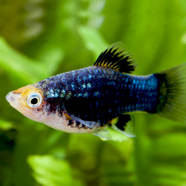 Metal platy/ Metal black coral platy (pair)