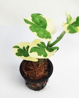 N joy pothos (pot)