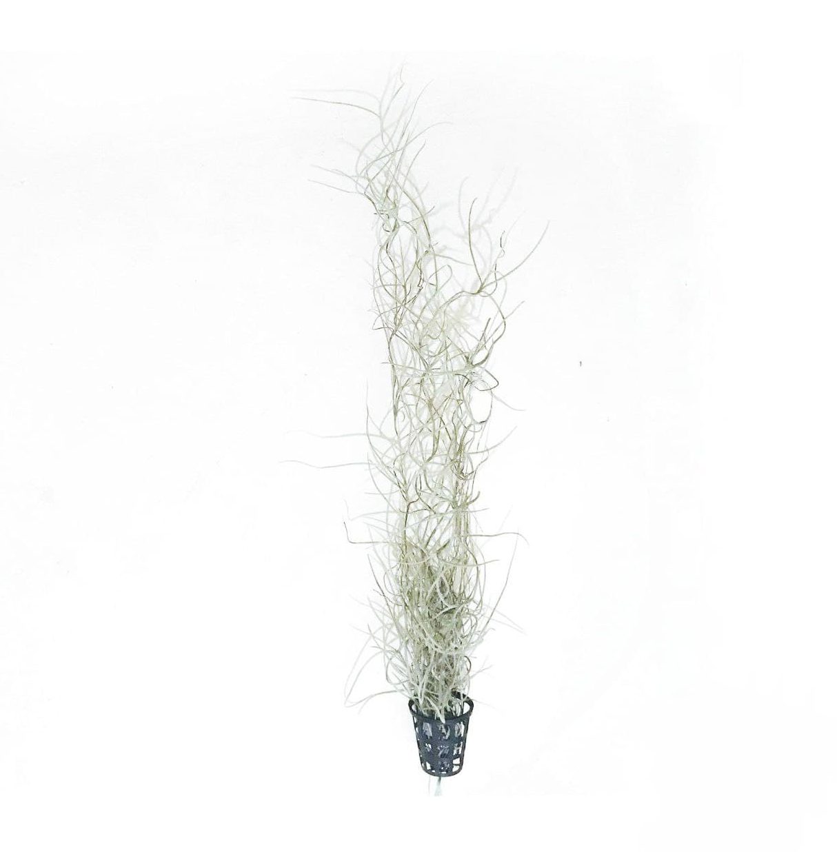 Spanish Moss/Tillandsia Usneoides/air plant