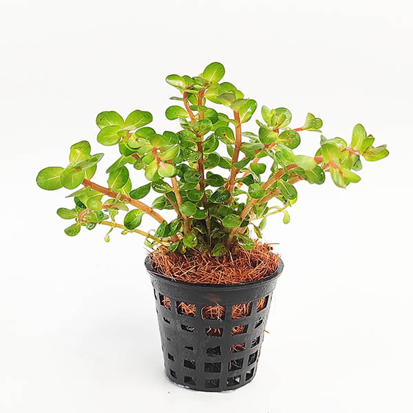 Rotala sp Spikey (6 stems) - Image 3