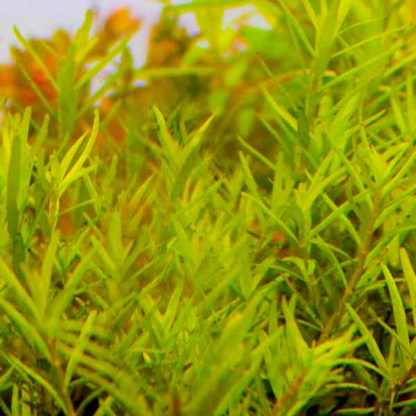 Rotala sp Spikey (6 stems)