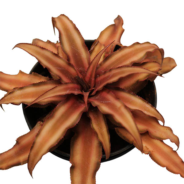 Cryptanthus bivittatus brown Starlite / Bromeliad brown/ Earth star brown