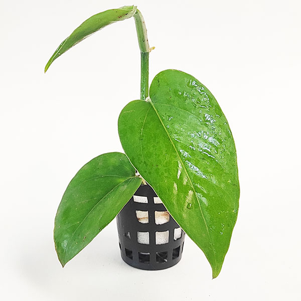 Jade green pothos/ Epipremnum Aureum Jade (single plant pot)