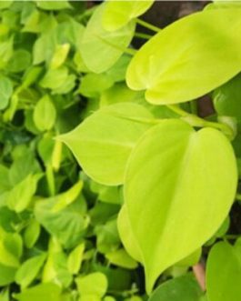 Philodendron Oxycardium Golden (single plant)