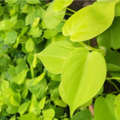 Philodendron Oxycardium Golden (single plant)