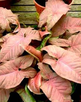 Syngonium Pink/ Syngonium podophyllum Neon Robusta (small single plant)