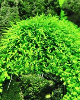 Utricularia Graminifolia (large portion)