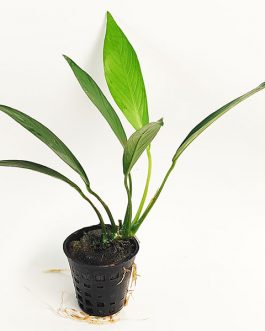 Anubias Lanceolata/ Anubias Afzelii (pot)