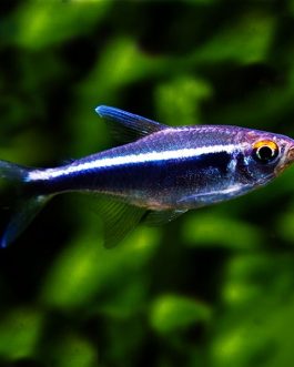 Black neon tetra ( 9 pieces)