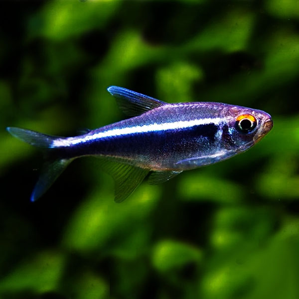 Black neon tetra ( 9 pieces)