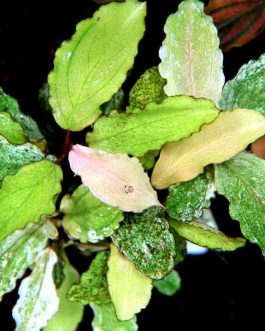 Bucephalandra Marble White (pot)