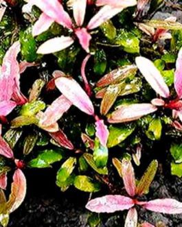 Bucephalandra pink martini (pot)