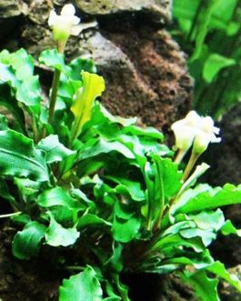 Bucephalandra wavy green (pot)