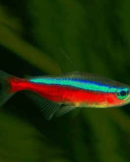 Cardinal tetra(9 pcs)
