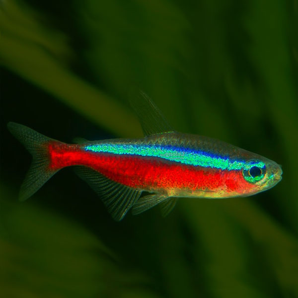 Cardinal tetra(9 pcs)