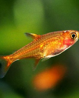 Ember tetra ( 9 pcs)